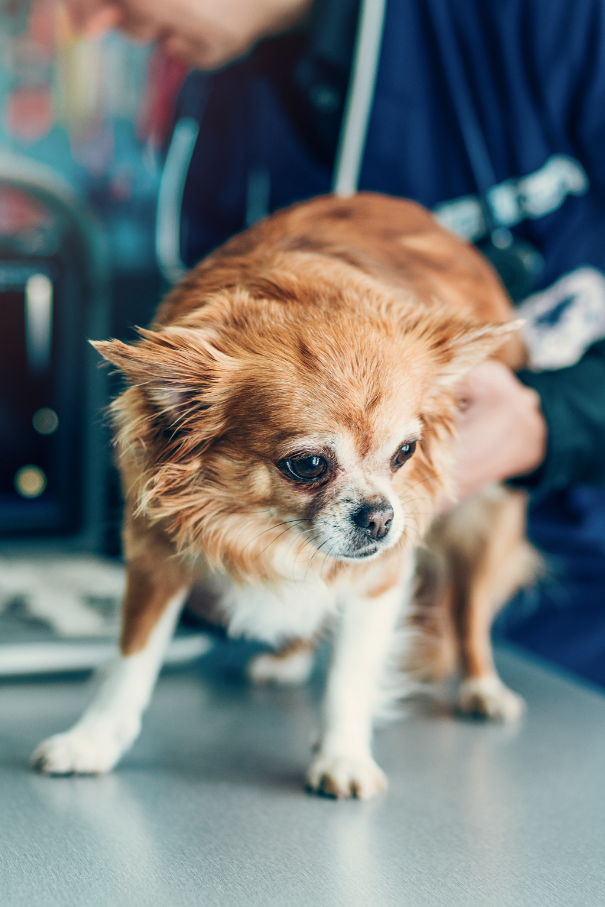 Mobile Veterinary Services: Bringing Convenience and Care to Your Doorstep